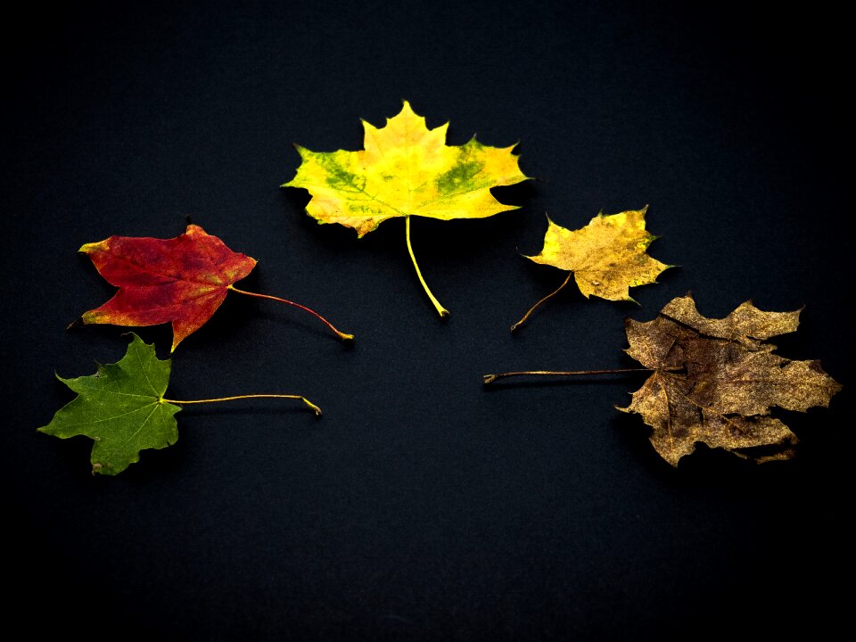 Fall foliage fall color development