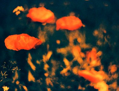 Praktica BC1 - Redscaled and Cross Processed - Poppies 1