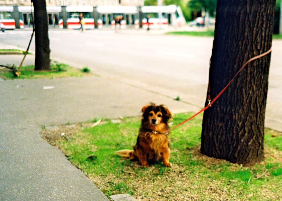 Kiev 4 + Jupiter-12 35/2,8 - Sad Dog