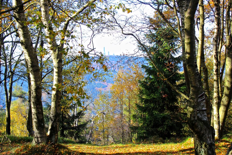 Trees mountains forest