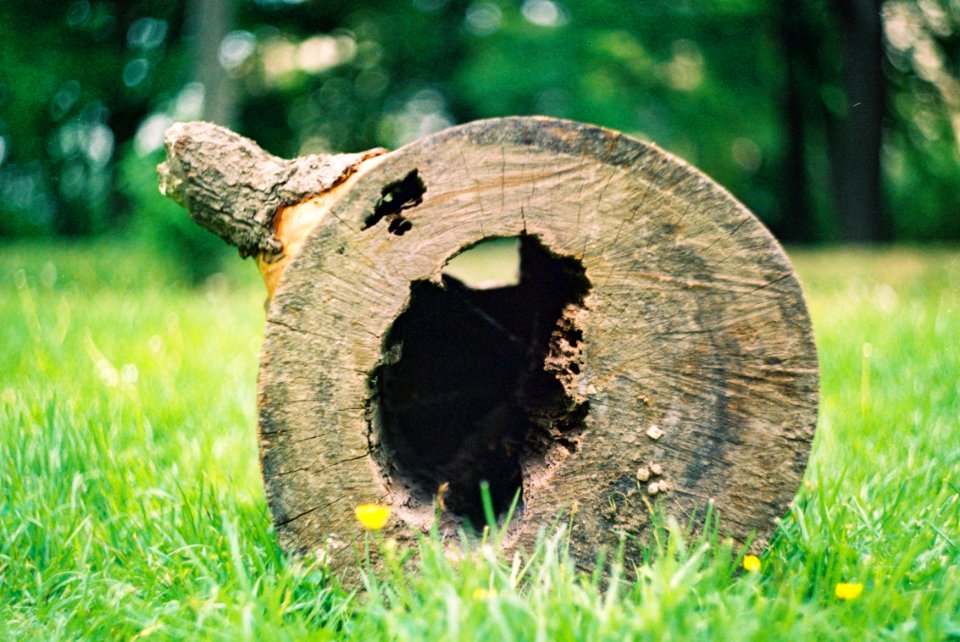 Praktica MTL 5 +  Helios 44-2 2/58 - Piece of Wood in the Park