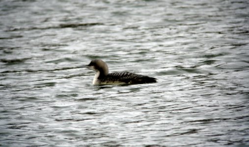 Pacific Loon - Morris Plains 3-17-13