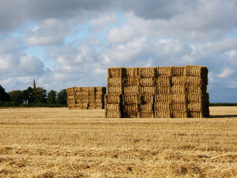 Harvest nature field