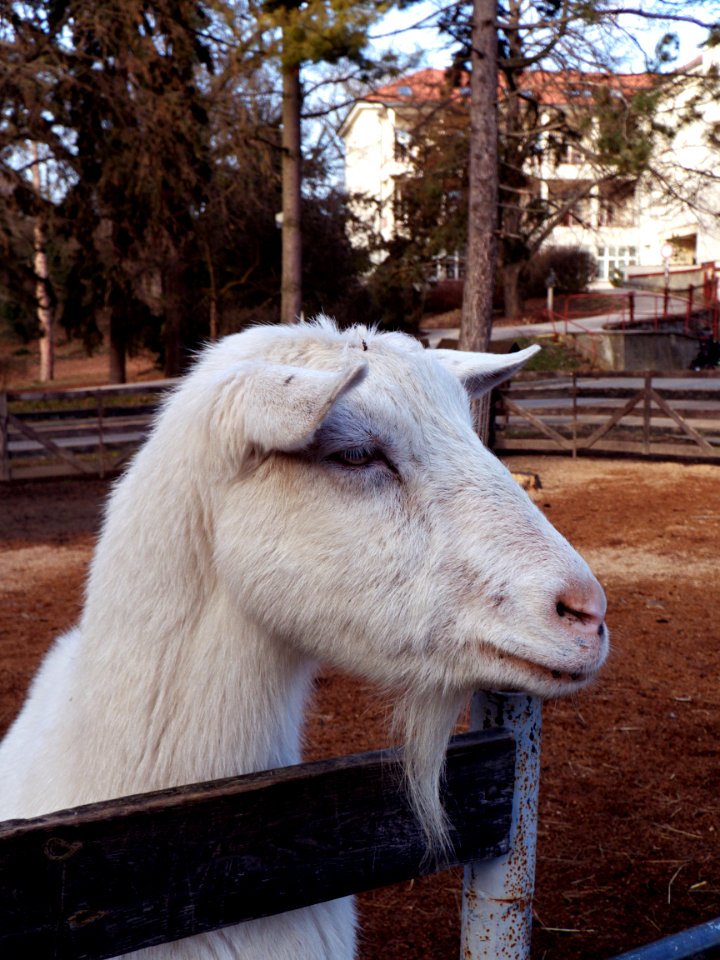 White Goat Portrait 9