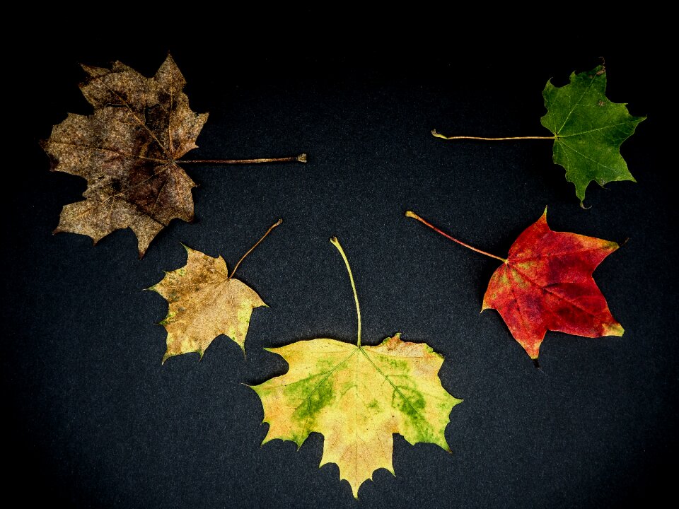 Fall foliage fall color development