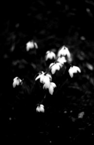 Praktica BC1 - Snowdrops