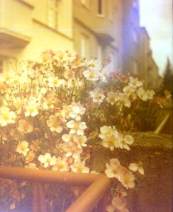 Chaika 3 (on redscale film) - Flowers