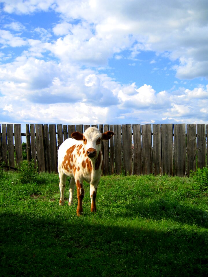 Animal nature agriculture