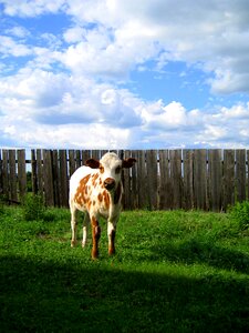 Animal nature agriculture
