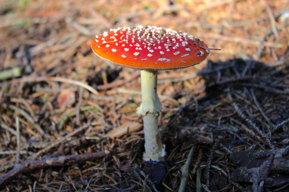 Red autumn red fly agaric mushroom