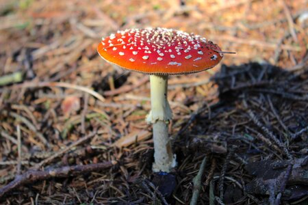 Red autumn red fly agaric mushroom photo
