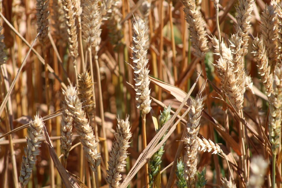 Harvest wheat cornfield