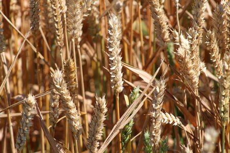Harvest wheat cornfield
