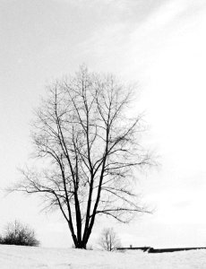 Flexaret 3a - Winter Tree