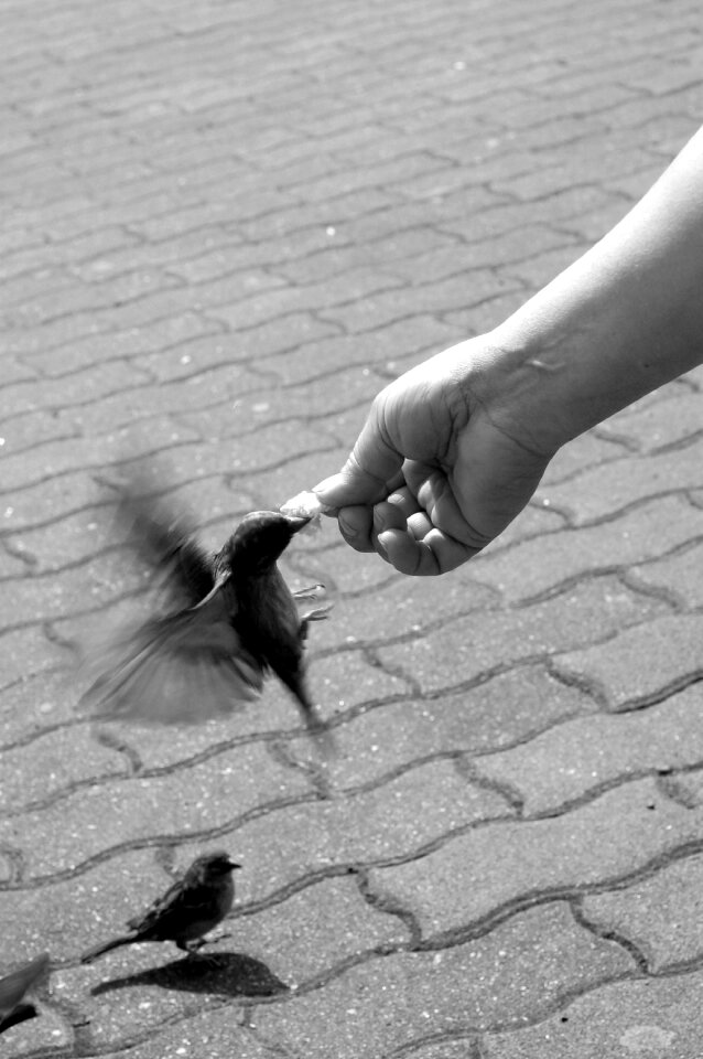 Feeding movement courage