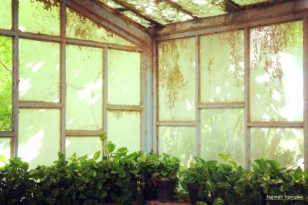 #iran #shiraz #summer #Green #eram garden #photo #canonphoto #canon #canon official #canon photography #canon60d #photoghraphy #canonphotography #Eos60D #canonphotography  #instagram #insta  #ir photoghraphy #ir photographer #500px #1x  #ir photographer