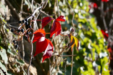 Fall foliage vine coloring