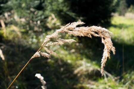 Long dust threads backlighting plant
