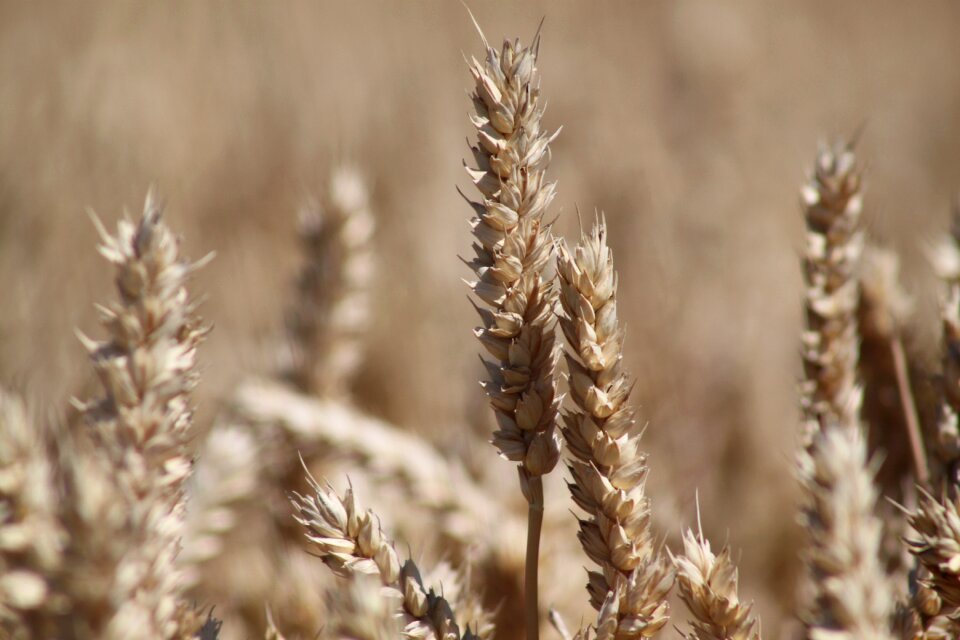 Harvest wheat cornfield