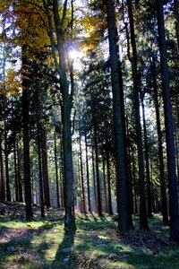Trees shadow landscape