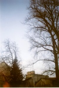 Agfa Billy Record 7.7 - Tree and Old Rooftops