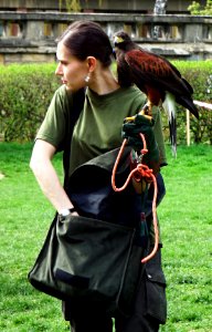 Girl with Harris's Hawk 4 photo