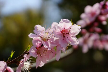 Flower pink spring photo