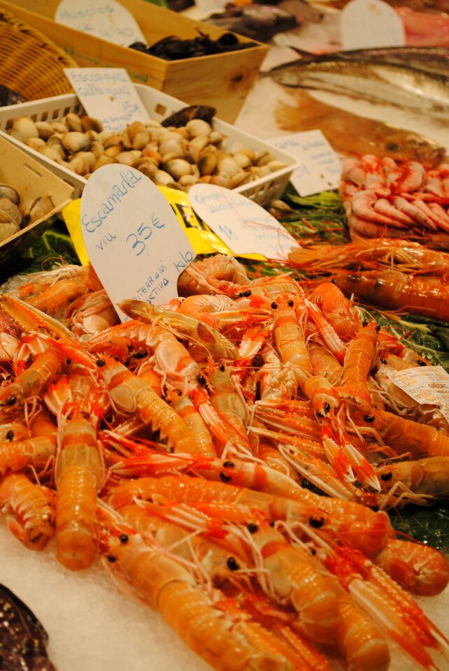 Fish food fresh