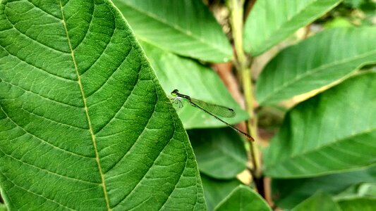 Green nature garden