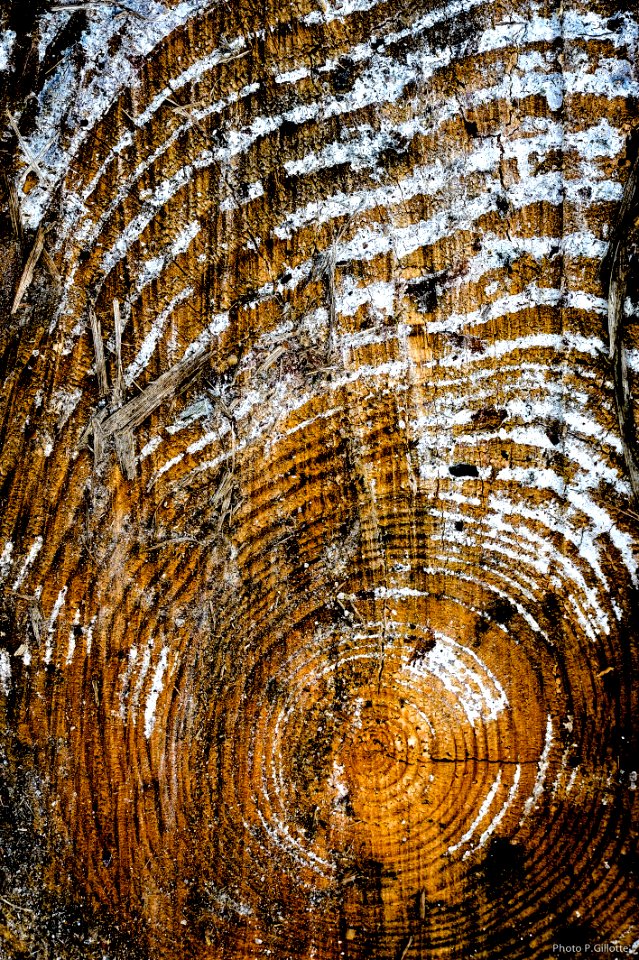 Dendrochronologie
