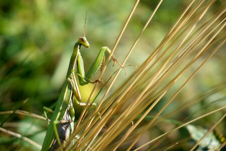 Fishing locust macro nature photo