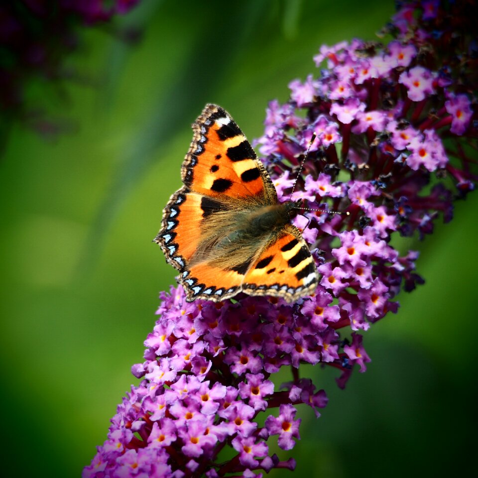 Violet nature flower
