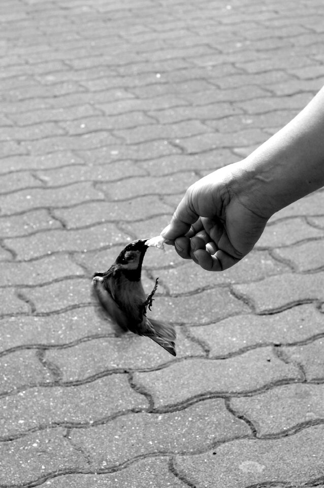 Feeding courage wings