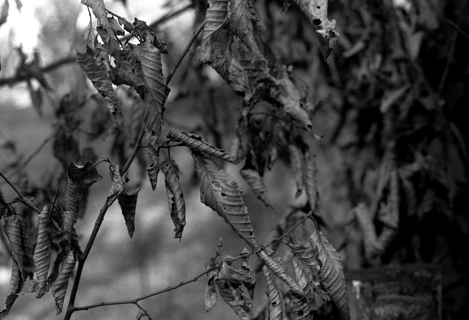Contax D + Industar-61 L/Z - Dry Leaves