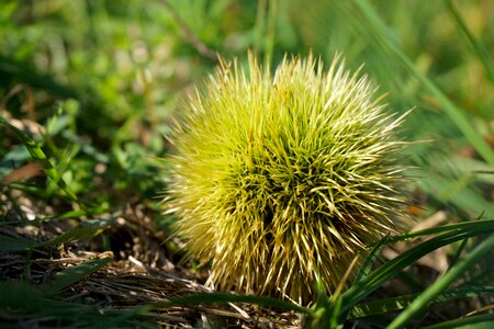 Prickly nature hedgehog