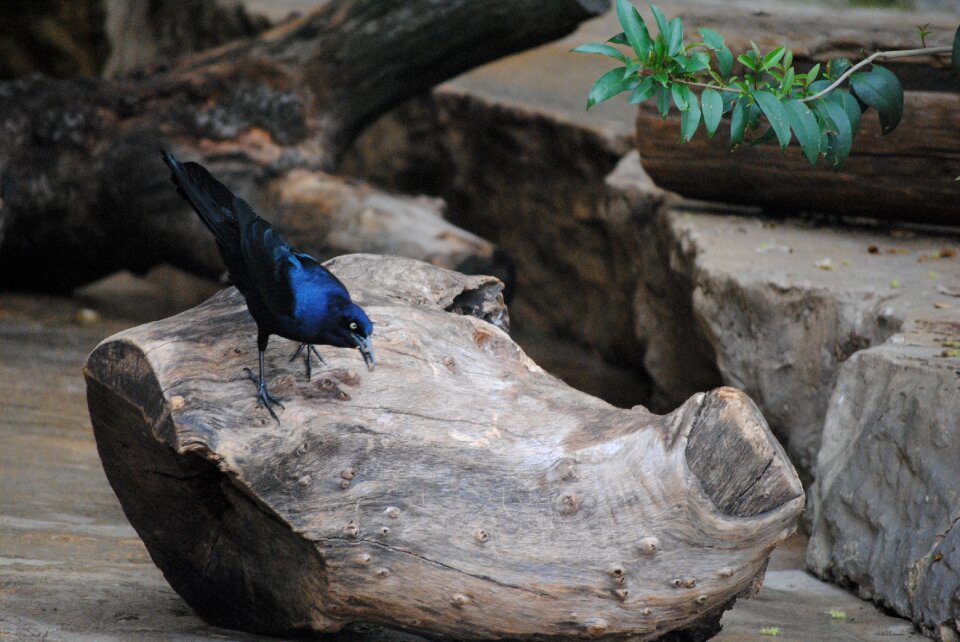Black nature animal