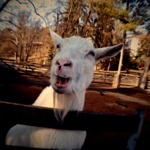 White Goat Portrait 7