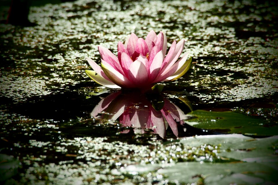 Pink morning light pond