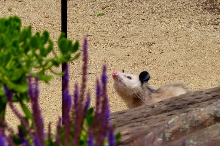 Mid-morning possum visit