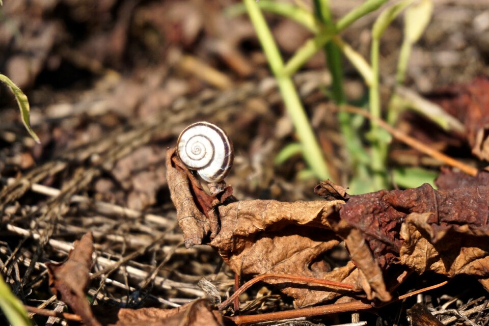 Snail autumn reptile
