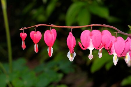 Bloom lamprocapnos spectabilis flower
