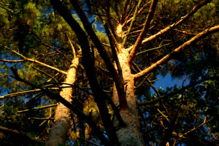 Sony Alpha A230 with MIR-1V- Evening Pine Trees