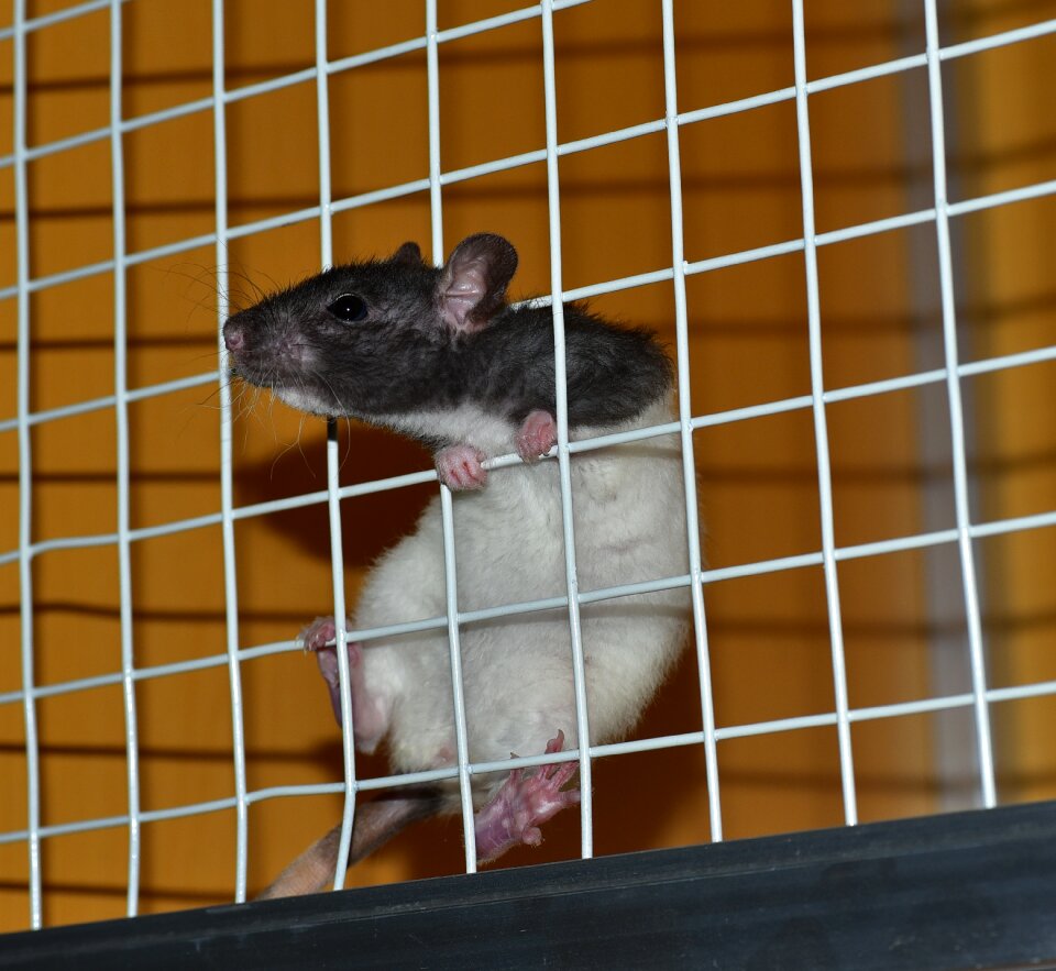 Pet rodent color rat photo