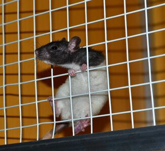 Pet rodent color rat photo