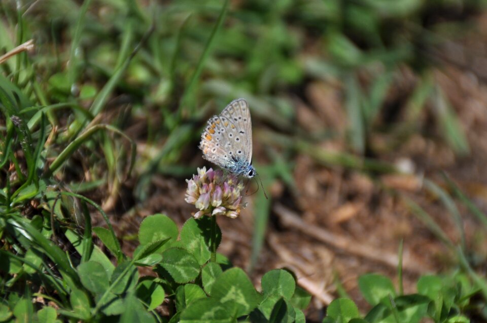 Insect ali butterflies