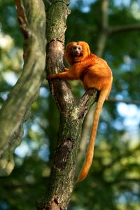 Tree nature animal