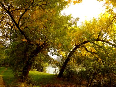 Yellow nature landscape photo