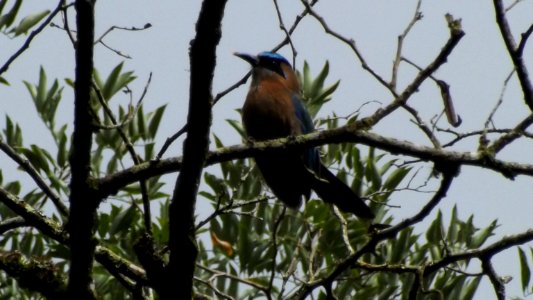 Birdwatching PANACOMA Comayagua Honduras photo