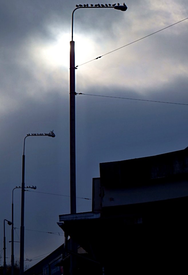 Lamps with Pigeons
