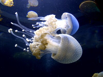 Jellyfish sealife jelly photo